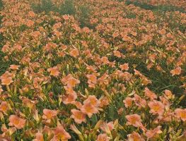 Daylily Pink - Bulk Landscaping